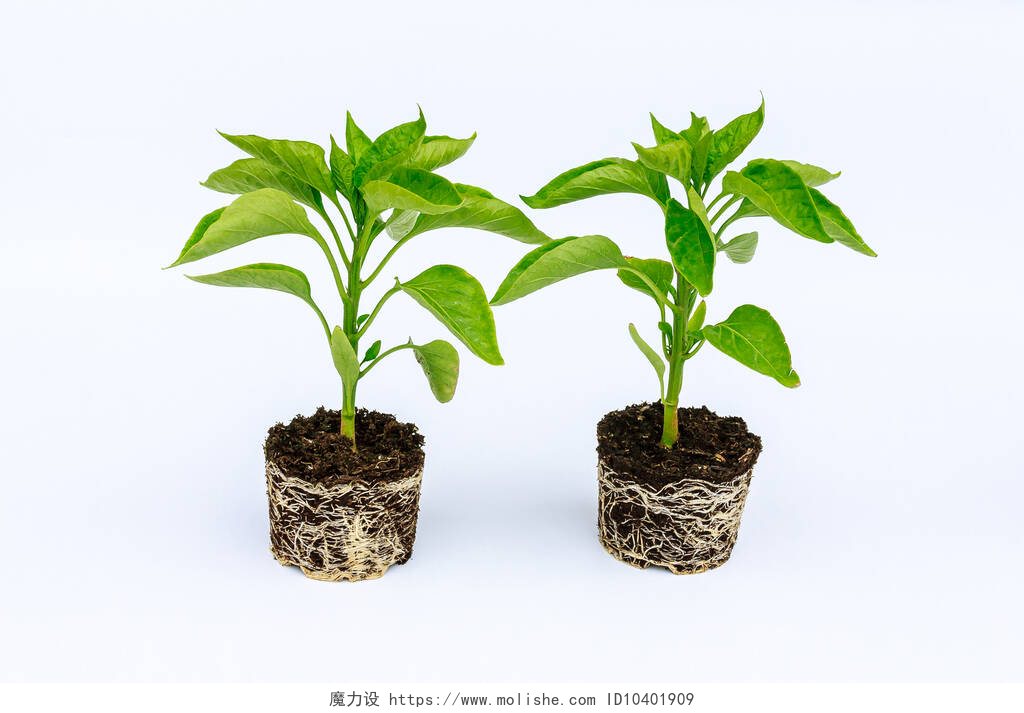 白色背景墙的两盆幼苗甜椒幼苗，根系发达，有白色背景。辣椒幼苗的根和茎、叶.